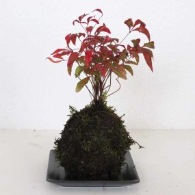 Modeling Soil How to use Kokedama final