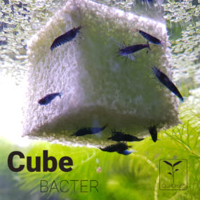 Cube Bacter