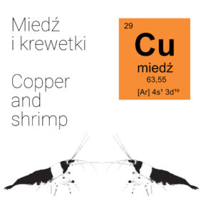 Cu i krewetki